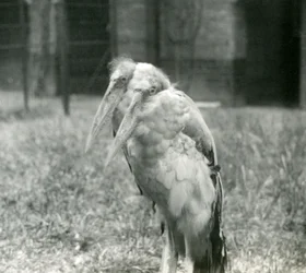 Una coppia di cicogne maggiori indiane allo zoo di Londra, settembre 1923
